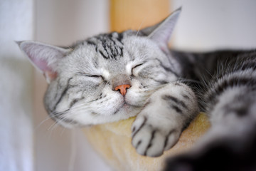 幸せそうに眠る猫