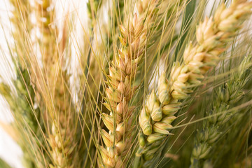 A closeup view of maturing wheat stalks.