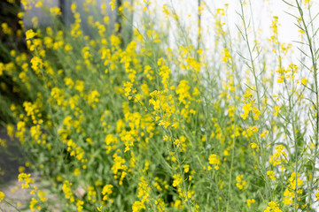 A view of several clusters of yellow bok choy flowers in a garden setting.