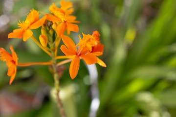 A closeup view of a cluster of epidendrum radicans orchids, in a garden setting, also known as fire...
