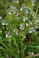 forget me not flowers