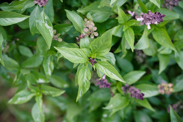 Sweet Basil (Thai Basi) vegetable in garden with water drop.