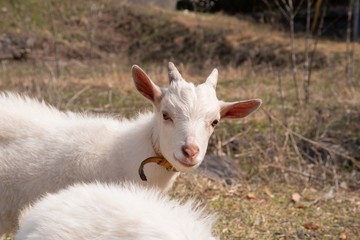 Obraz premium 子ヤギのしぐさ