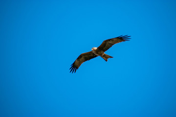 Fototapeta na wymiar Chicken Hawk in Flight in Townville Australia