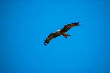 Chicken Hawk in Flight in Townville Australia