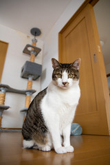 猫と暮らす キジトラ猫