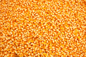 corn cereal kernels background or texture concept