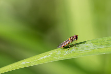 A hoverfly (a member of the fly family) flies in the garden and lands on a leaf.