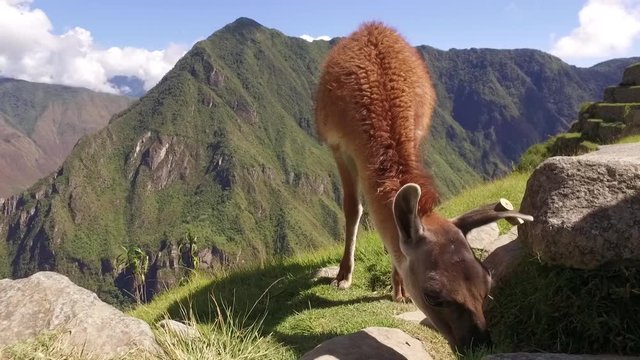 Llama eating grass in Machu Picchu, Cusco, Peru
