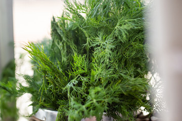 A view of a bundle of fresh dill growing in a window sill setting.