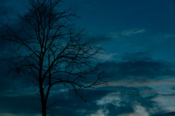 Fototapeta na wymiar Beautiful natural tree silhouette
