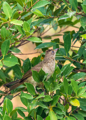 A common tropical garden bird streak-eared bulbul in Hua Hin, Thailand