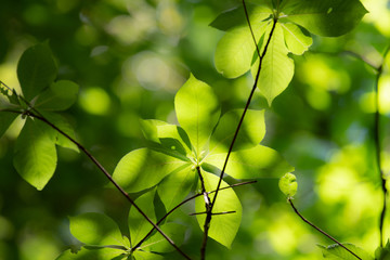 眩しい新緑