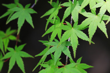 Close up photo of lush maple leaves in the fresh green season
