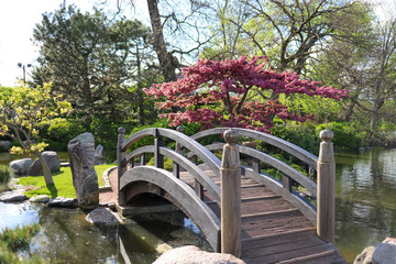 A view of a wooden bridge across a pond, pink sakura (cherry blossom) tree and green lawn decorated with rocks in a Japanese style garden