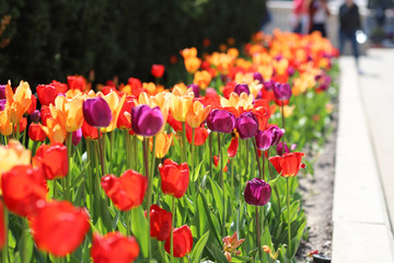 Colorful tulips in a planting area at the side of the pavement in a park in spring