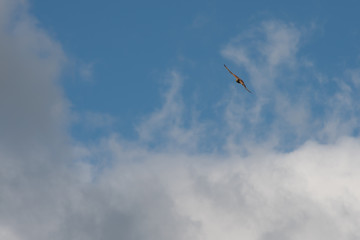 Hawk in the sky watches the photographer.