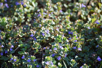 grass in the city Park