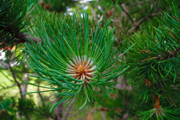 Naklejka na ściany i meble Small young cones looks like amazing flowers on pine tree branches, closeup. Growing beautiful pine cones among pine needles. Trees on wild nature, pine's life cycle morphology.