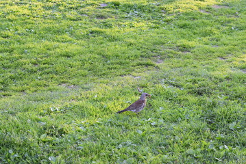 starling bird in the city Park