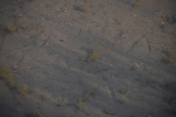 Pond bottom 