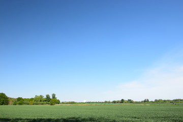 Fototapeta na wymiar Grüne Weide im Frühjahr