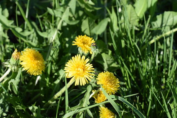 dandelion blooms in the spring in the city Park