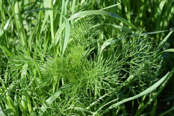 grass in the city Park