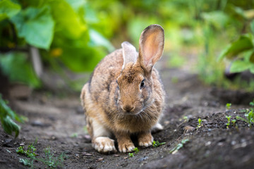 rabbit on the path in summer