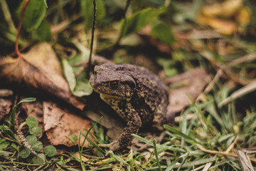 frog on the grass