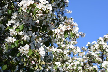 Apple blossom in the city Park
