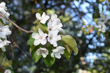 Apple blossom in the city Park