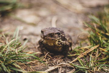 frog on the ground