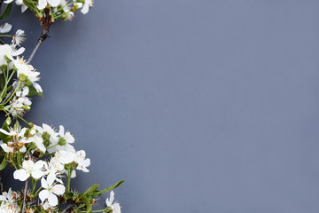 White cherry flowers on a gray background.