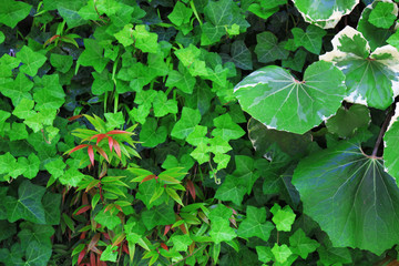Closeup background material photo of green vegetation planted in a bright garden