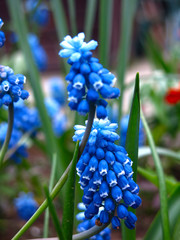 small blue Muscari flowers bloom in spring