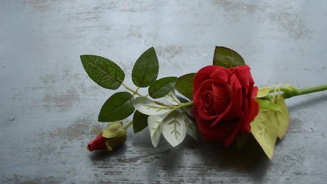 Red rose flower on rustic floor. Nature still life love romantic background theme. Wallpaper web banner design decoration for friendship and valentine’s day. Copy space room for text for massage.