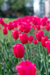 北海道札幌市　大通公園のチューリップ