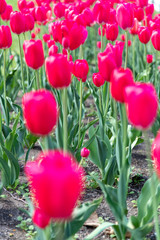 北海道札幌市　大通公園のチューリップ