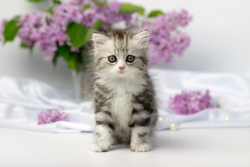 Cute pets. Little kitten breed of scottish highland stright cat on a white background with lilac elements.