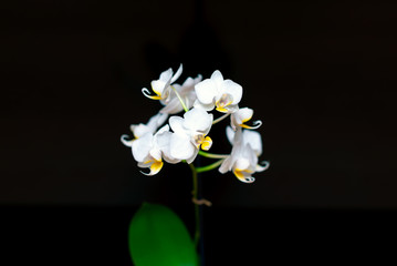 Fototapeta na wymiar Trendy white bright orchid on a black dark background.