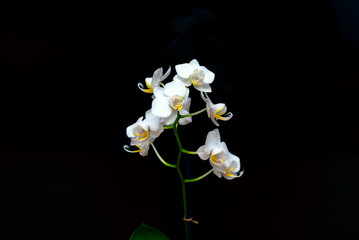 Trendy white bright orchid on a black dark background.