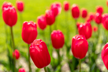 北海道札幌市　大通公園のチューリップ