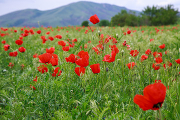 Fototapeta na wymiar Red poppies. Wild flowers on a background of green grass. Summer natural background.