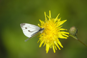 butterfly on a sow-thisle