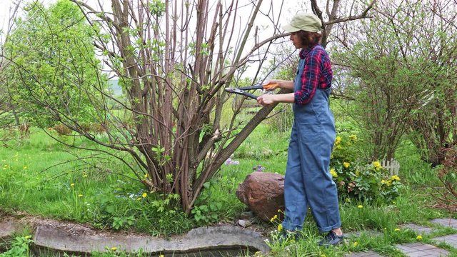 Woman gardener prunes with a pruner dry branches on a shrub in her spring garden 
