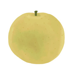 Japanese pear, vector illustration like water color, autumn harvest