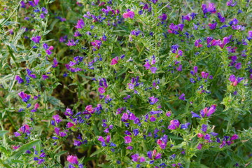 Textura vegetación con flores lilas 