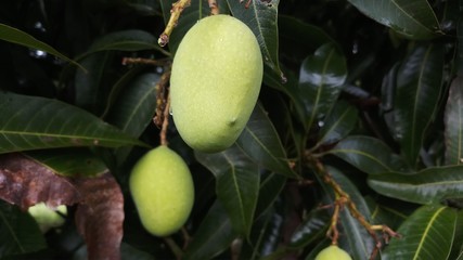 Close up green mango fruits hanging on tree branch
