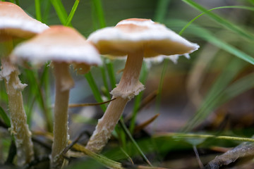 mushrooms in the forest in autumn
